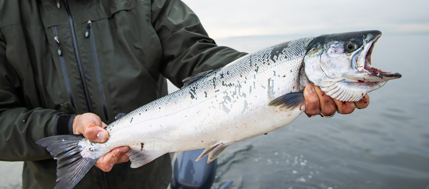 Fresh caught Coho salmon