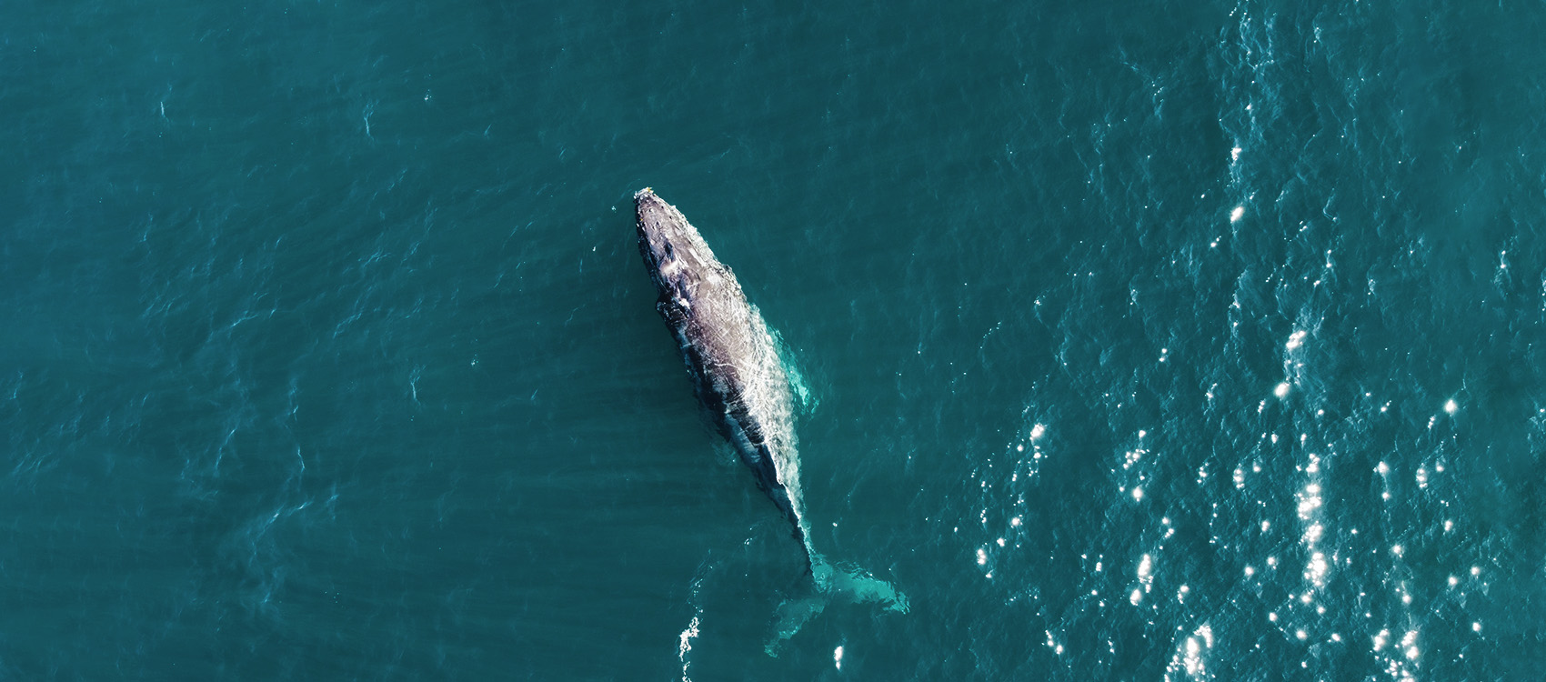Top drone view of a gray whale
